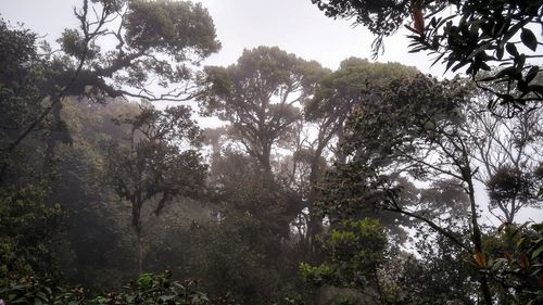 Low angle view of trees in forest against sky