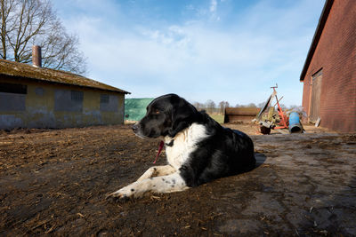 View of a dog looking away