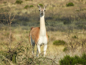 Portrait of guanaco standing in field