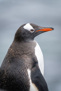 Close-up of gentoo penguin standing facing right