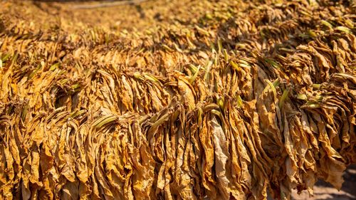 Full frame shot of corn field