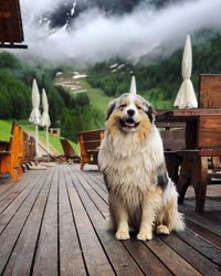 Portrait of dog sitting on bench