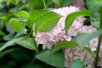 Close-up of pink flowering plant