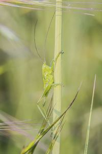Close-up of insect on plant
