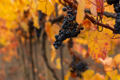 Vineyards autumn ripening. ripe grapes, the concept of harvesting, winemaking. colorful autumn 