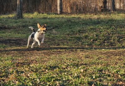 Dog carrying stick in mouth while running on field