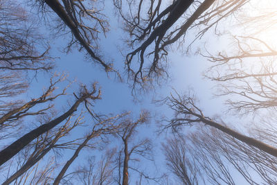 Low angle view of bare trees against sky