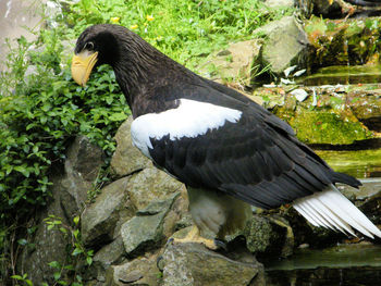 Close-up of bird perching on wood