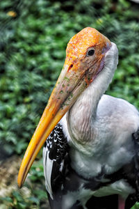 Close-up of bird