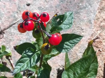 Close-up of red berries on tree