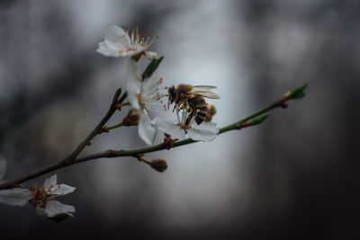 Close-up of cherry blossom on twig