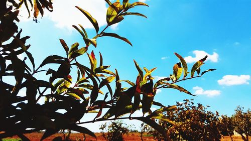 Low angle view of bird on plant against sky