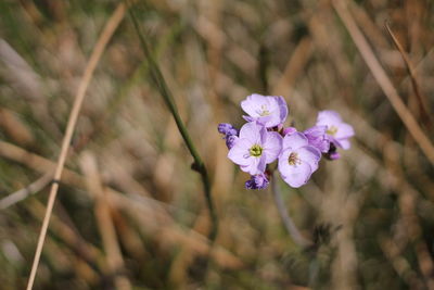 Close-up of purple flowering plant