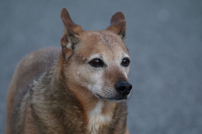 Close-up portrait of dog