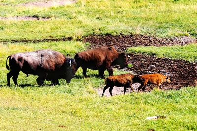 Cows grazing on field