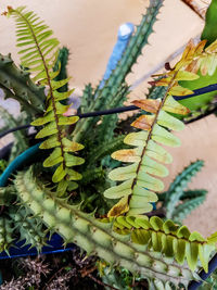 Close-up of cactus plant