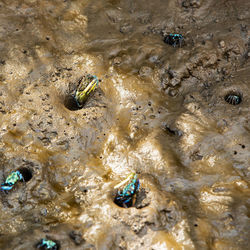 High angle view of insect on wet land