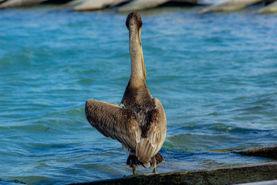 Close-up of bird in lake