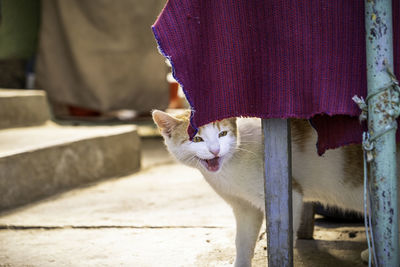 Cat standing on footpath