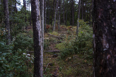 Trees in forest