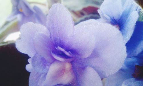 Macro shot of flower