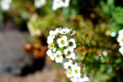 Close-up of white flowers blooming on tree