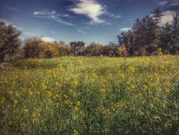 Scenic view of field against sky