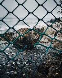 Portrait of cat seen through chainlink fence