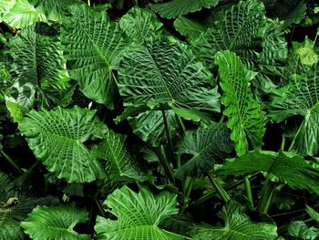 Full frame shot of fresh green leaves