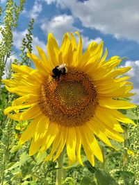 Close-up of bee pollinating on sunflower