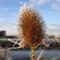 Close-up of plant against blurred background