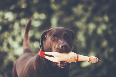 Portrait of dog