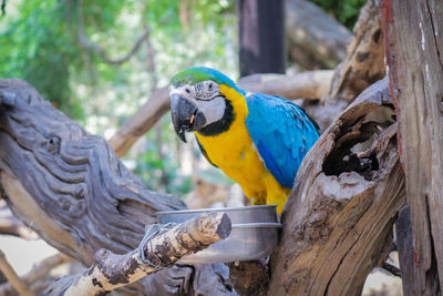 Close-up of parrot perching on wood