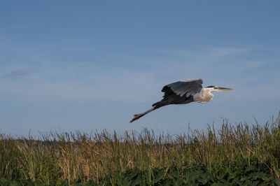 Bird flying over field against sky