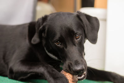 Close-up portrait of black dog relaxing at home