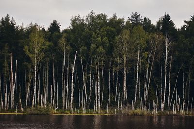 Scenic view of lake in forest against sky