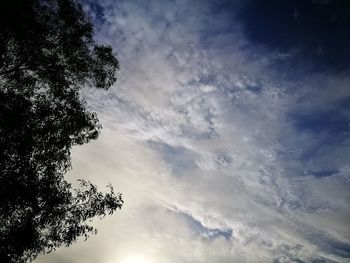 Low angle view of tree against sky