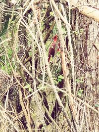 High angle view of bird perching on plant