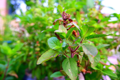 Close-up of green leaves on plant