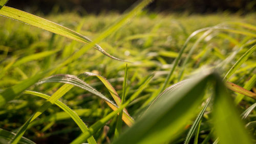 Close-up of wet plant growing on field