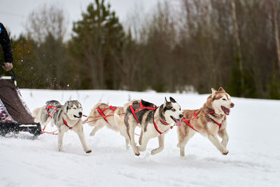 Running husky dog on sled dog racing. winter dog sport sled team competition. siberian husky dogs