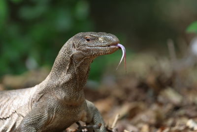 Close-up of lizard on field