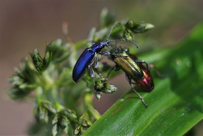 Close-up of insects on plant