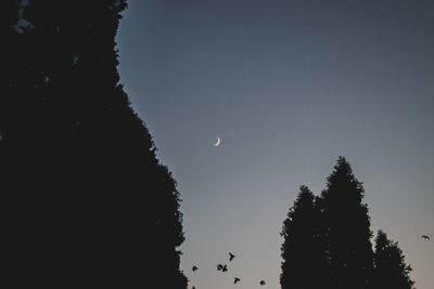 Low angle view of silhouette trees against clear sky