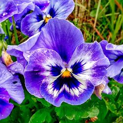 Close-up of purple flowers