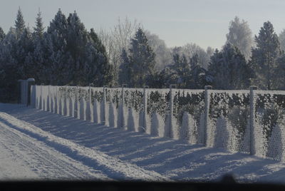 Trees in cemetery against sky during winter