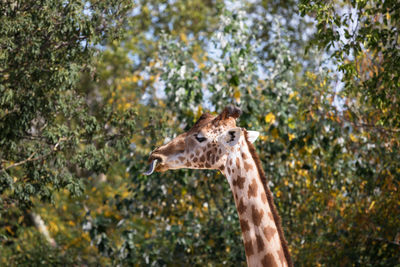 Close-up of giraffe