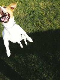 High angle view of dog on field