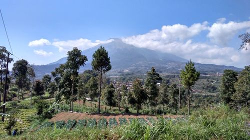 Panoramic shot of trees on field against sky