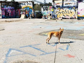 Dog on street in city